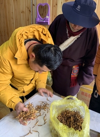虔信御草集:冬虫夏草有什么功效与作用?到底要不要吃冬虫夏草?