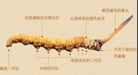 别拿虫草花当冬虫夏草吃了,两者差距太大