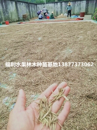 广西阳朔倪元华供新采收毛竹种