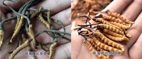 民间中草药:冬虫夏草,选对才有效