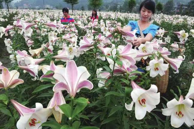 2fde4fbee468651f847191dc4a3c24b4.jpg 百合4.jpg