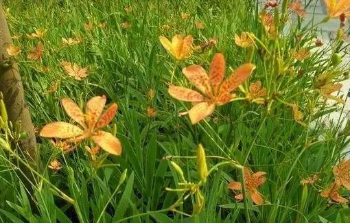 ee1b794ff410e5d298e24dc7a75bc66d.jpg 微信射干1.jpg