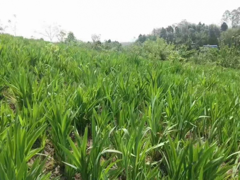 f44fa13dd77d171501edb656ec3268f6.jpg 微信图片_20190104175641.jpg