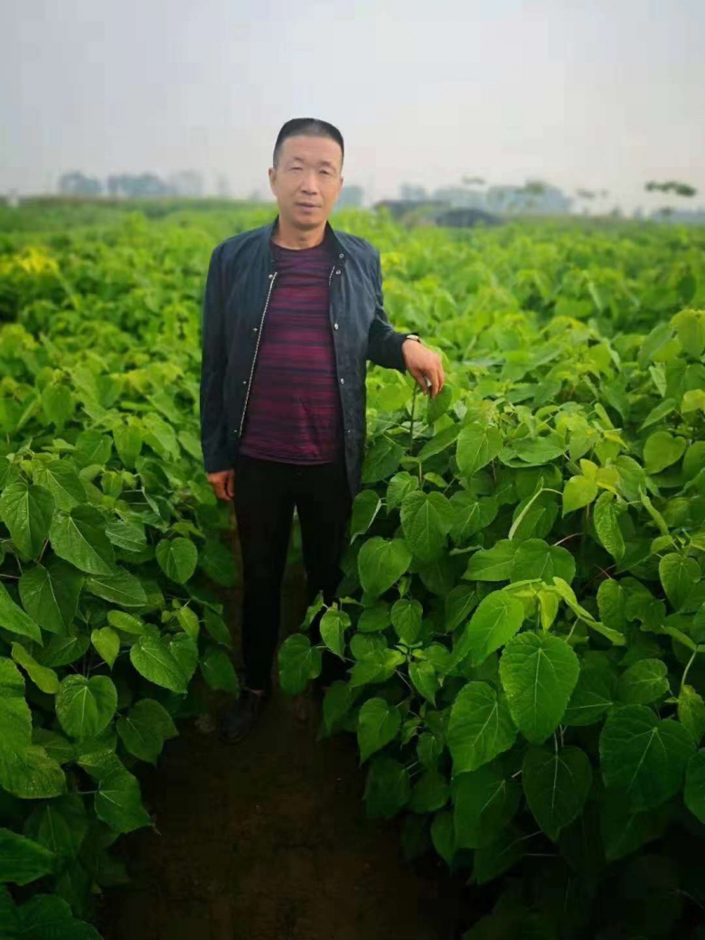 1e1e1d6ef91b9c041cb3cf4110e48671.jpg 山桐子6.jpg