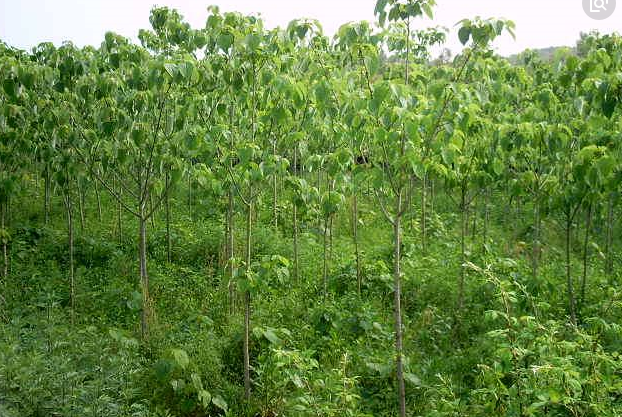 54095aa305e9089c45751eb27080a1f1.png 山桐子10.png