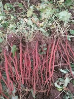 丹参中药材种植种苗大量批发