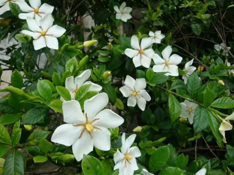 09d8f2b2abd0cefa3add522835f094a5.jpg 栀子2.jpg