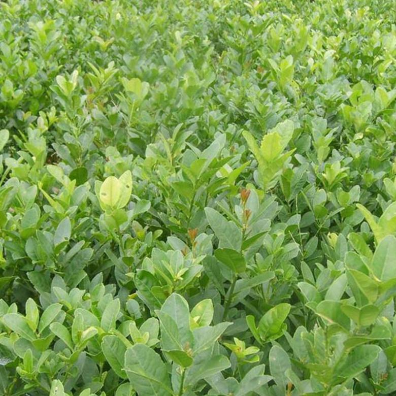 190aafccd69e2b04ac4f4bfc581ea3c8.jpg 佛手2.jpg