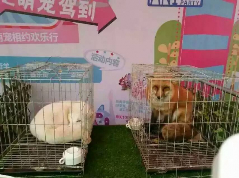 b6c2c5c6ed314a497a42739d653338ba.jpg rBADvFpe80eAIcATAAEdt2cdYcc910.jpg