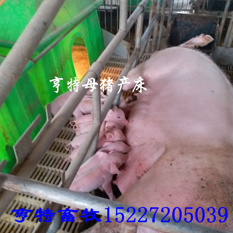 b71b3a9659927ff0ef11ae9e72e99f0f.jpg 防压小猪.jpg