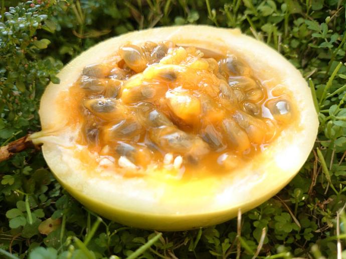 e3eaeabfa70eac4745781c110176c00f.jpg 黄金百香果2.jpg