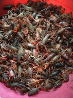 长沙县金井镇龙头尖山庄