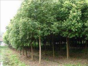 供应香樟苗和芳樟苗 玉林樟木苗和香樟基地