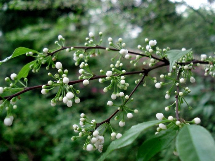 71f4ad4951cf80e4b80d470a5b730d3a.jpg 岗梅花.jpg