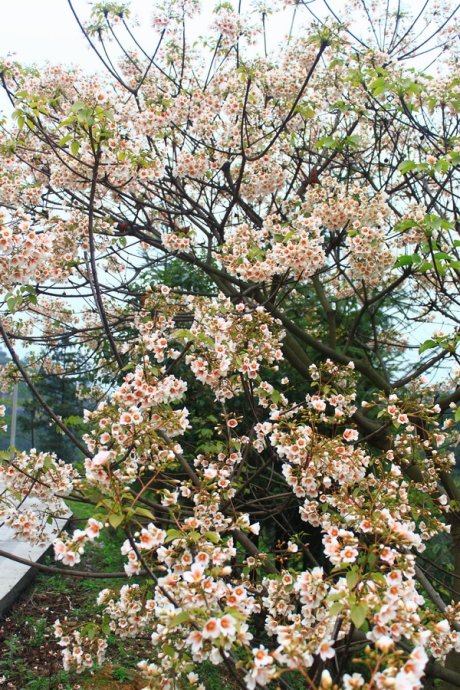 853f5191d3b3cddf774a0a12ab533d8f.jpg 油桐花4.jpg