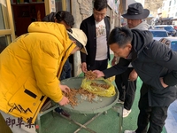 御草集冬虫夏草备战双十一，藏民专供超低价
