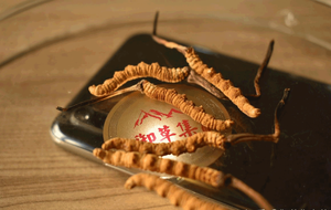 【御草集收草纪实】高海拔优质冬虫夏草才是唯一选择！