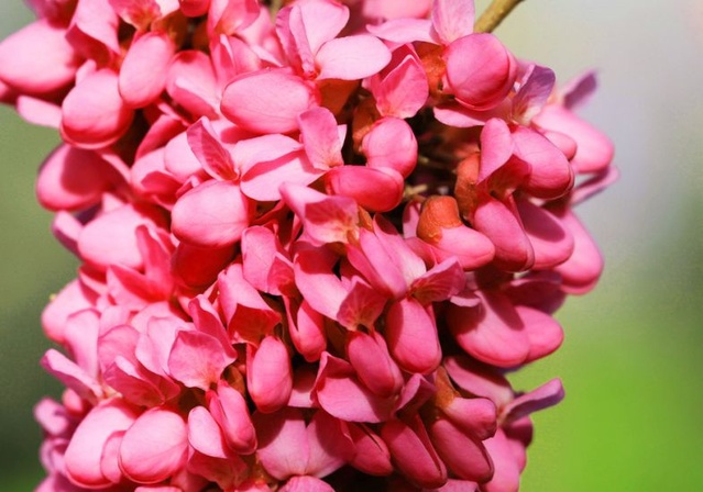 235b94081924effd8b6f9cc13dc3b978.jpeg 紫荆花15.JPEG