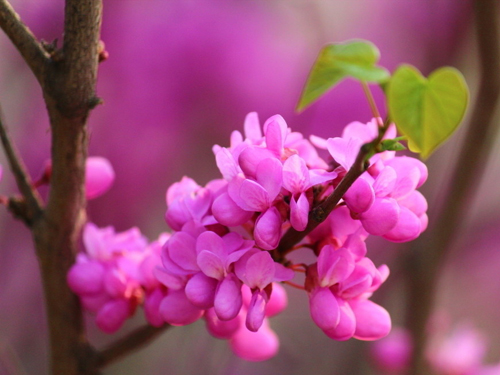 e0516e5ee2786089c6532db1441d952a.jpg 紫荆花1.jpg