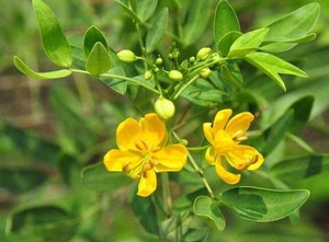 防城港工地绿化灌木种子伞房决明种植