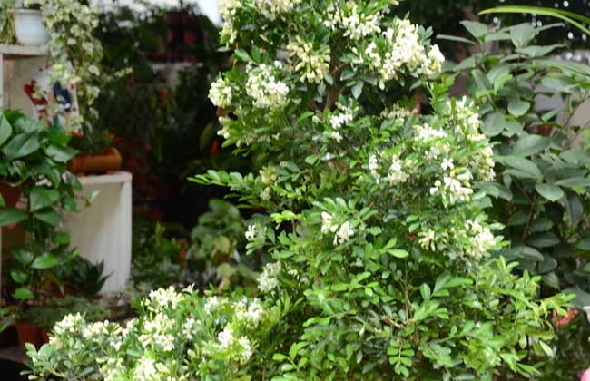 0078f9e348b1426171e9043895992bd4.jpg 九里香花3.jpg