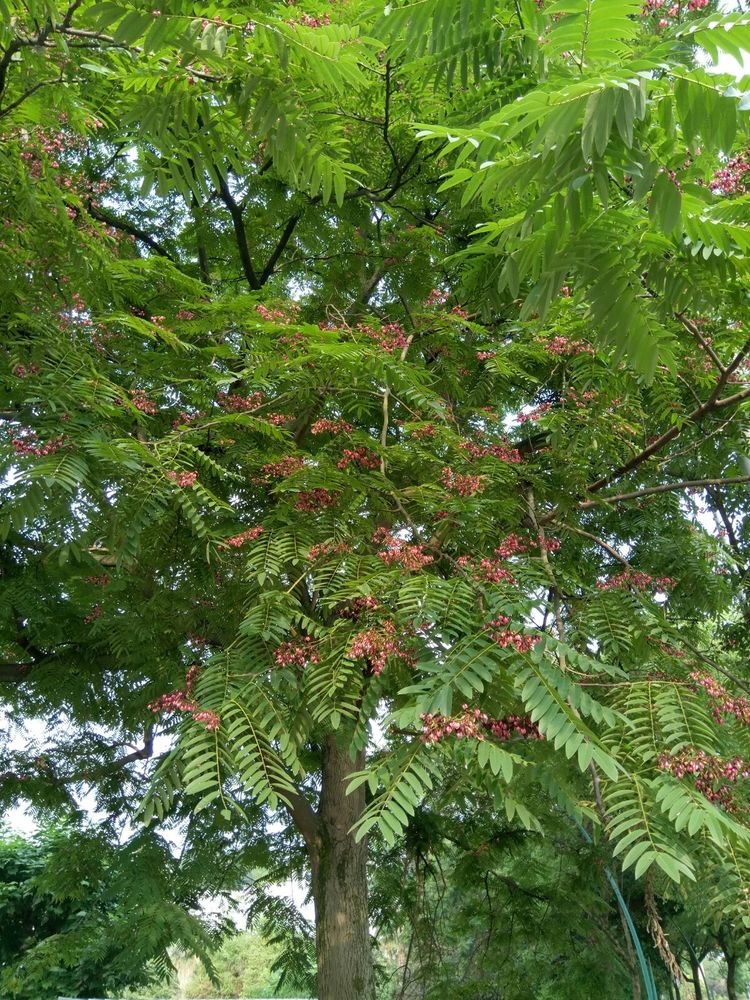 18fe26bb2430baca4ffa4ba3dd0d0b0f.jpg 任豆树好2.jpg