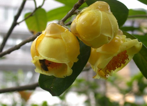 20a9231f8bf6a81d99e2062a3c80f7e6.jpg 金花茶7.jpg