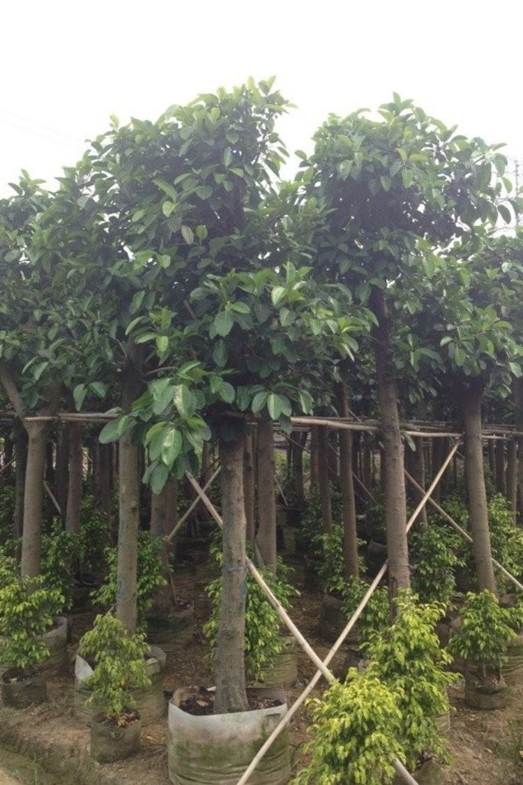 22acaf4c03eaf1da496414f7622b9e4d.jpg 高山榕5.jpg