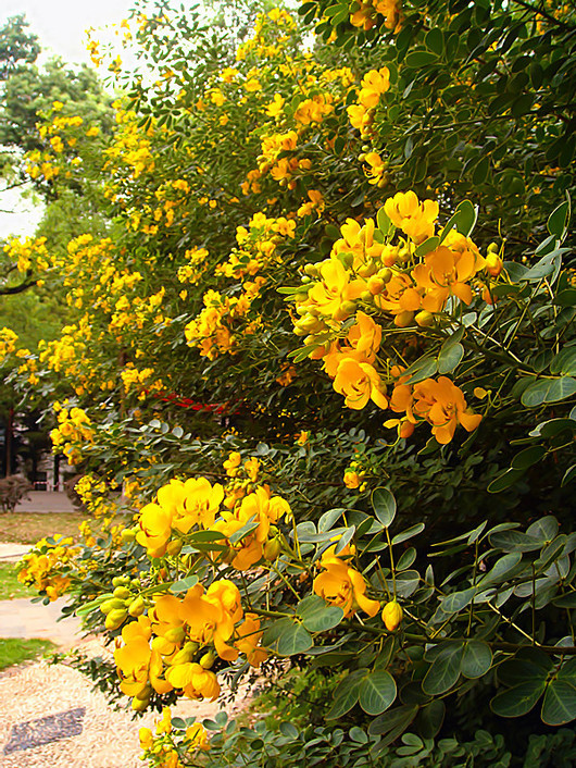 黄槐11.jpg