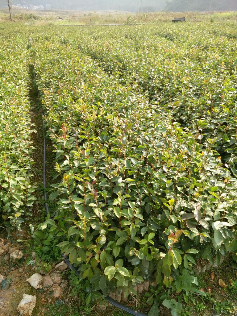 3ac0f192c7a255a8b6e5f5b0f981b994.jpg 红椎苗2.jpg