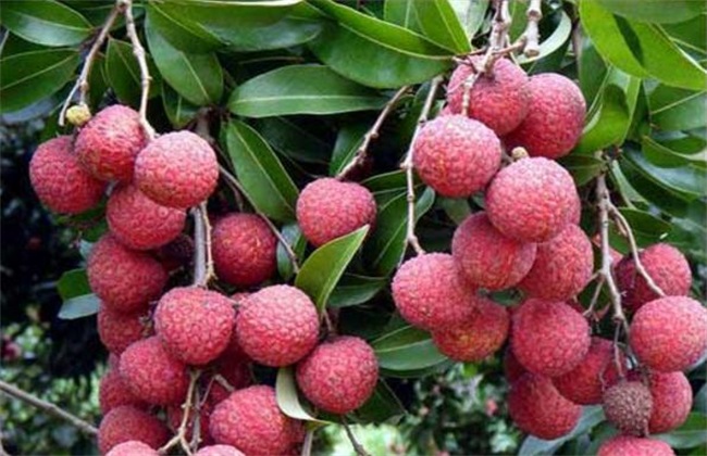 3e586290ae0cb29db7a5e531a4ccc796.jpg 荔枝大10.jpg