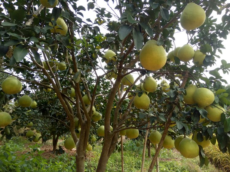 497328eecfcfc0560b7f2352b6a5d762.jpg 沙田柚好13.jpg