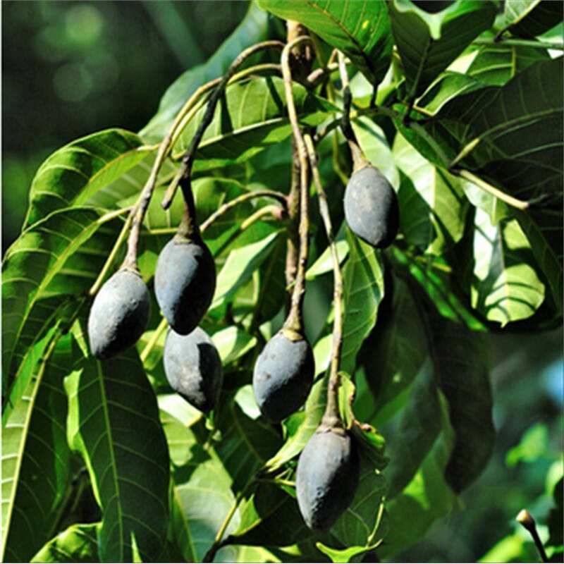 6cd56f70a44d801eaafda978cc3eaf43.jpg 黑榄4.jpg