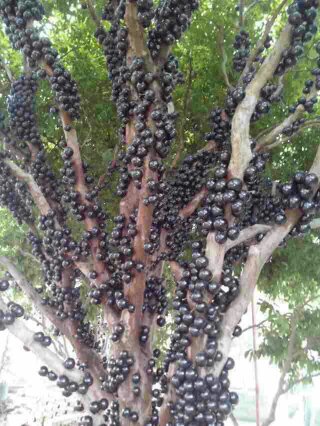 7c884b078f5f3f1e8e0910458b4543f9.jpg 树葡萄5.jpg