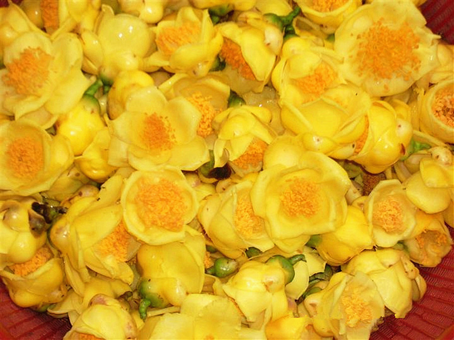 8c924acebcdea1d6317a2ed67fb92e5e.jpg 金花茶17.jpg