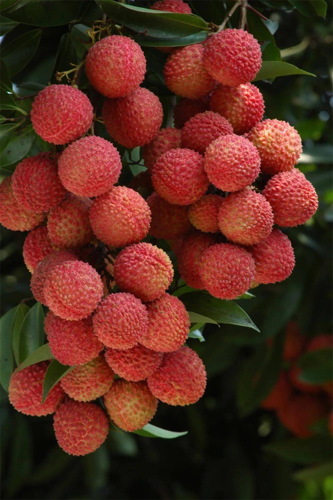 9566d8654cdca97dcb35b49f79927d4b.jpg 荔枝大5.jpg