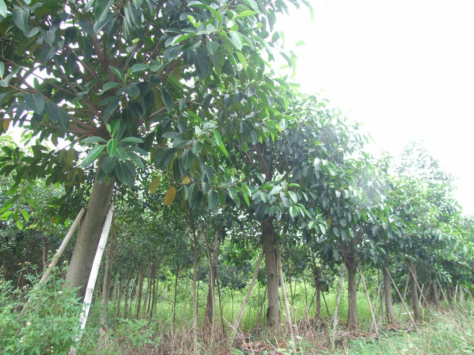 a1d7cea1d17fecc54efa0cc1d16eda59.jpg 高山榕6.jpg