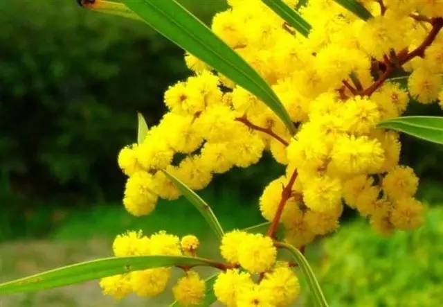 a4a5003d9f406a68c42ac4f7ecb26bca.jpg 相思树好16.jpg