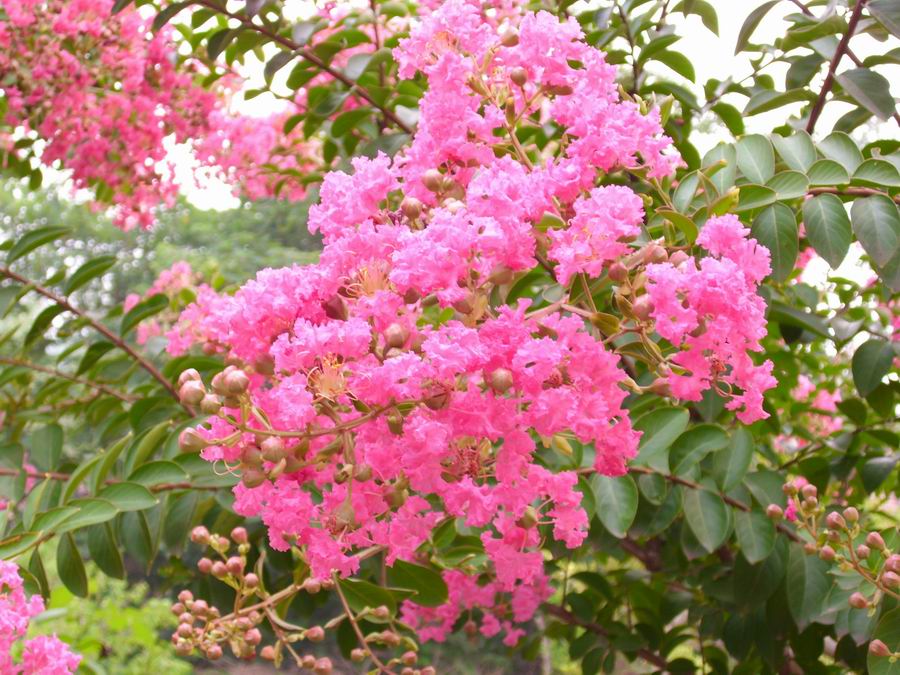 b4b2260b084691e12576c772d1e0d0ca.jpg 紫薇17.jpg