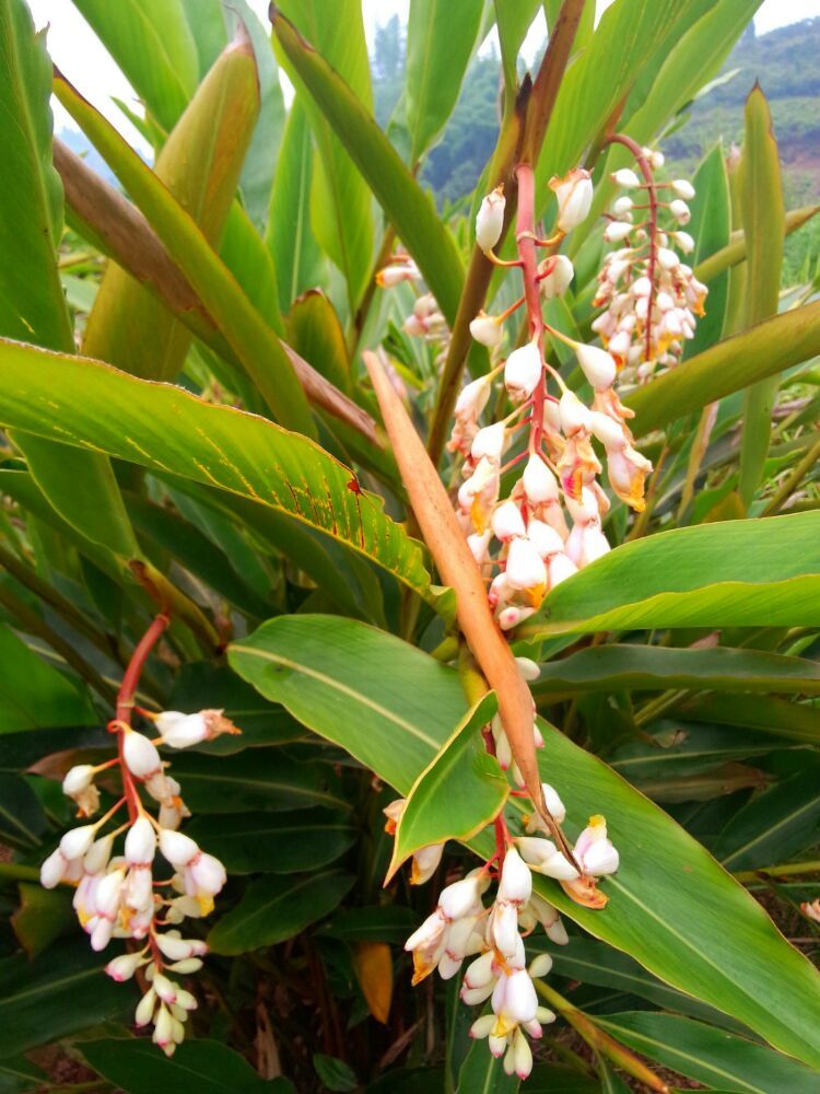 d78c31b2e0f6ac4d5e7d9e76f6e172a0.jpg 砂仁花10.jpg