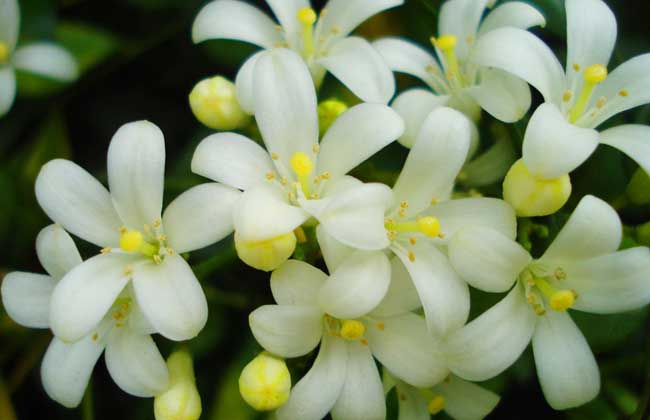 de6c0fbe5bb1cef61e9d3b6d04c99fdc.jpg 九里香花6.jpg