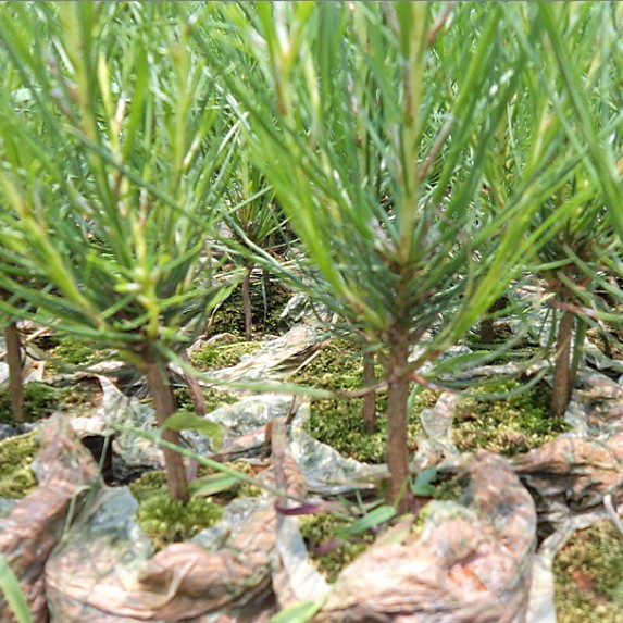 df21b67b09bc61acd8bfa4bd66f02c8c.jpg 加勒比松苗.jpg