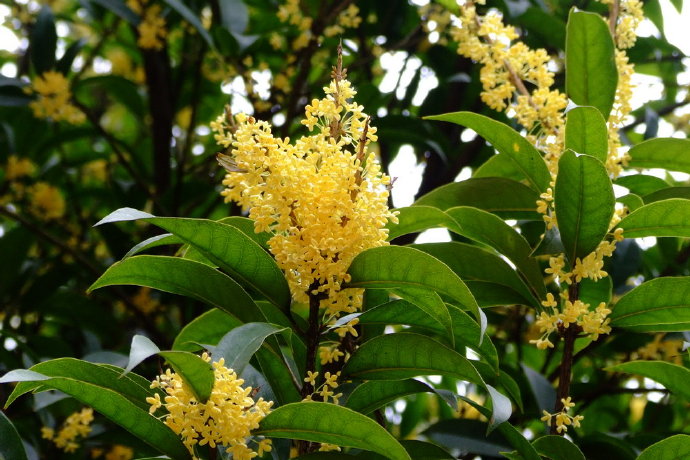 ecae390d0be0b58e07ba454ff0cb60e6.jpg 桂花好11.jpg