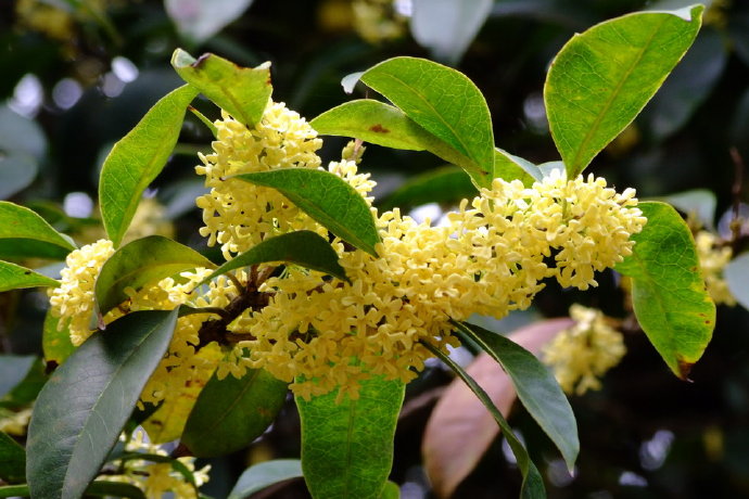 ff95f31e220ed168e68bc67bd7ac3344.jpg 桂花好14.jpg