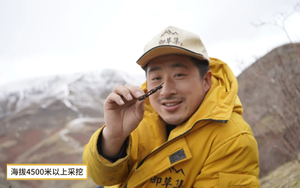 御草集：正宗高海拔野生冬虫夏草颜色是什么样的？颜色金黄才是好虫草吗？