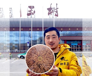 御草集提示:购买冬虫夏草前一定要懂得这些专业术语,不然被忽悠的就是你