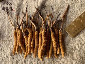 御草集：冬虫夏草改善糖尿病并发症效果如何？