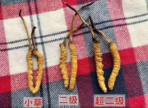 肺癌病人该如何正确服用冬虫夏草?有什么效果?