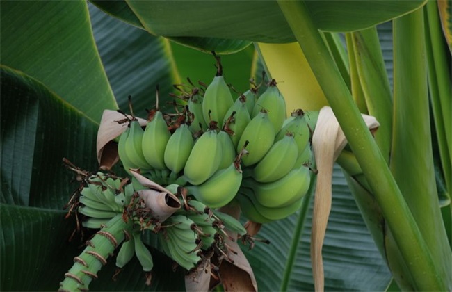 503751dbc813b9623ca02040b6efddaa.jpg 粉蕉1.jpg