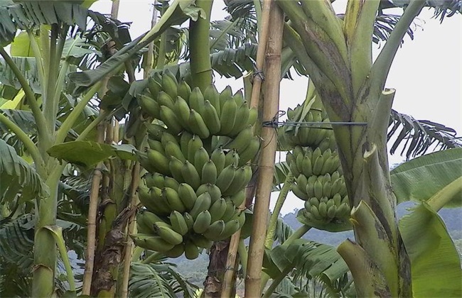 52655922ffa606add5554105b4c3d486.jpg 粉蕉.jpg